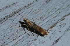 Anisoplaca acrodactyla