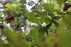 Quercus serrata brevipetiolata