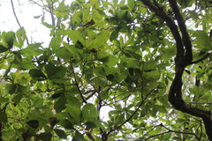 Quercus serrata brevipetiolata