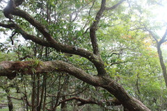 Quercus serrata brevipetiolata