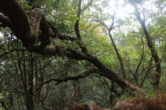Quercus serrata brevipetiolata