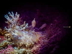 Plocamopherus ceylonicus