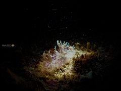 Plocamopherus ceylonicus