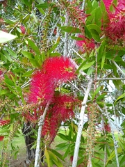 Melaleuca citrina
