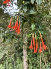 Fuchsia venusta