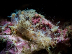 Plocamopherus ceylonicus