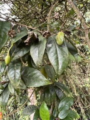 Fuchsia venusta
