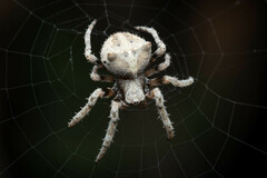 Araneus andrewsi