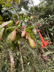 Fuchsia venusta