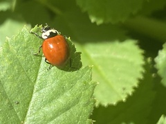 Cycloneda fulvipennis