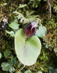 Corybas orbiculatus