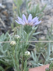 Symphyotrichum bracteolatum