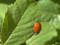 Cycloneda fulvipennis