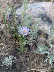 Symphyotrichum bracteolatum