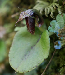 Corybas orbiculatus