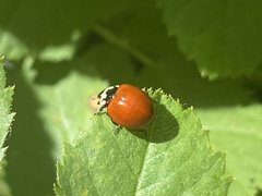 Cycloneda fulvipennis