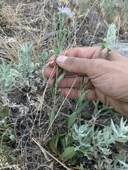 Symphyotrichum bracteolatum
