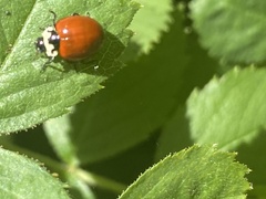 Cycloneda fulvipennis