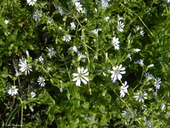 Stellaria chilensis