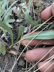 Symphyotrichum bracteolatum