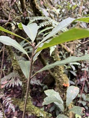 Meliosma