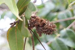 Castanopsis eyrei