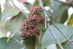 Castanopsis eyrei