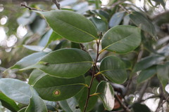 Castanopsis eyrei