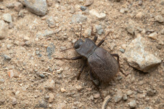 Stenomorpha muricatula