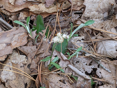 Antennaria plantaginifolia