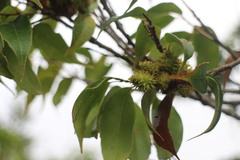 Castanopsis eyrei