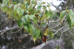 Castanopsis eyrei