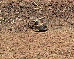 Gallinago andina