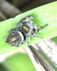 Phidippus arizonensis