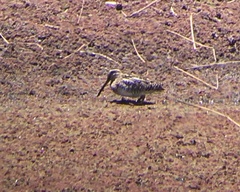 Gallinago andina