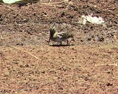 Gallinago andina