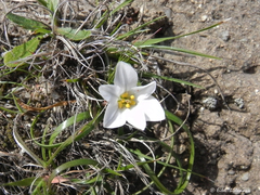 Tristagma bivalve