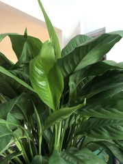 Araceae