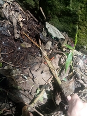 Micrurus dumerilii carinicauda