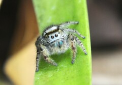 Phidippus arizonensis