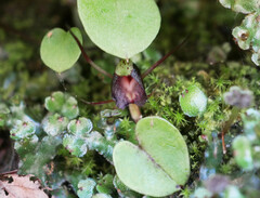 Corybas macranthus