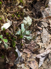 Antennaria plantaginifolia