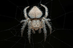 Eriophora edax