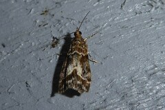 Eudonia legnota