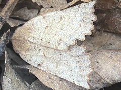 Dectochilus antucaria