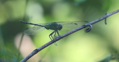 Erythemis vesiculosa