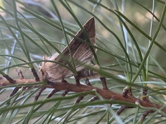 Dectochilus antucaria