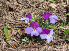 Viola pedata