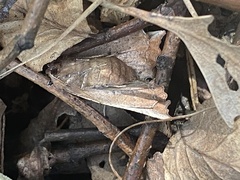 Dectochilus antucaria