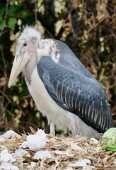 Leptoptilos crumenifer